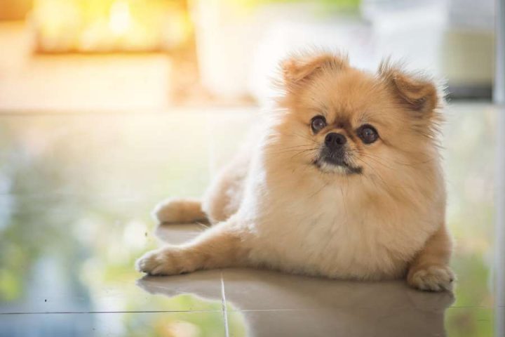 Lợi Ích Và Những Khó Khăn Khi Nuôi Chó Bắc Kinh Lai Phốc Sóc