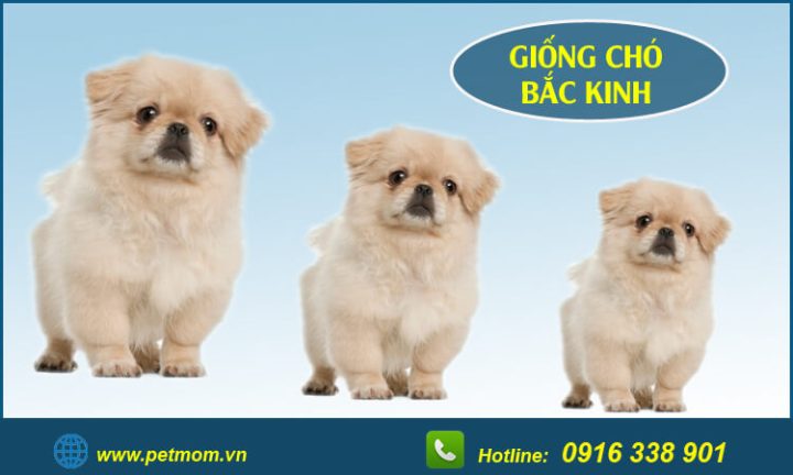 Chó Bắc Kinh Lai Poodle: Đặc Điểm, Cách Chăm Sóc Và Giá Cả Tại Việt Nam Chó Bắc Kinh Lai Poodle: Giới thiệu và Đặc Điểm