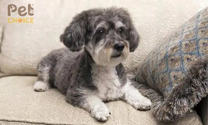 Chó Bắc Kinh Lai Poodle: Đặc Điểm, Cách Chăm Sóc Và Giá Cả Tại Việt Nam Tính Cách và Hành Vi của Chó Bắc Kinh Lai Poodle