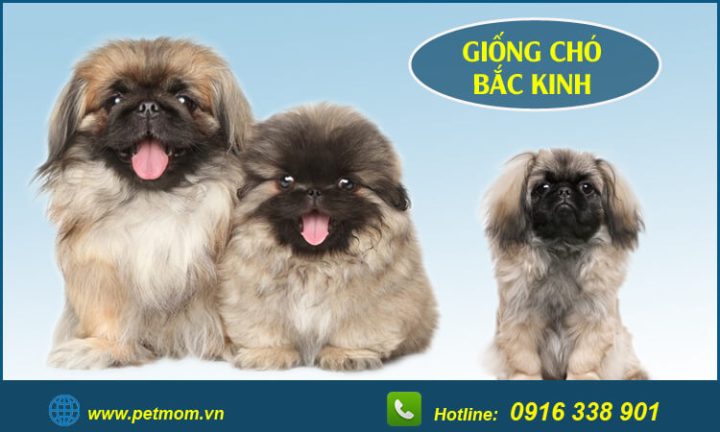 Chó Bắc Kinh Lai Poodle: Đặc Điểm, Cách Chăm Sóc Và Giá Cả Tại Việt Nam Chế Độ Dinh Dưỡng Cho Chó Bắc Kinh Lai Poodle
