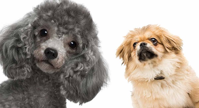 Chó Bắc Kinh Lai Poodle: Đặc Điểm, Cách Chăm Sóc Và Giá Cả Tại Việt Nam So Sánh Chó Bắc Kinh Lai Poodle với Các Giống Chó Khác