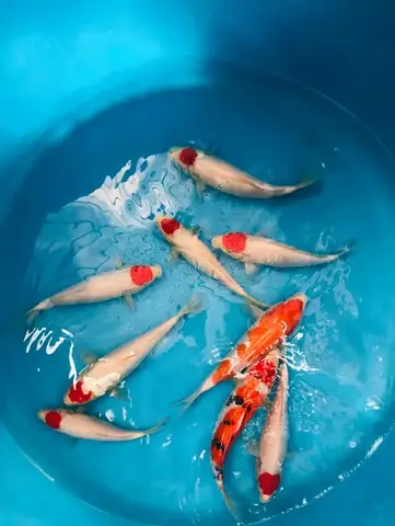 Tìm chỗ bán cá Koi uy tín? Hướng dẫn chọn địa điểm chất lượng chỗ bán cá koi