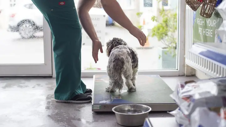 Chó bao nhiêu tuổi thì trưởng thành và cách nhận biết chó bao nhiêu tuổi thì trưởng thành