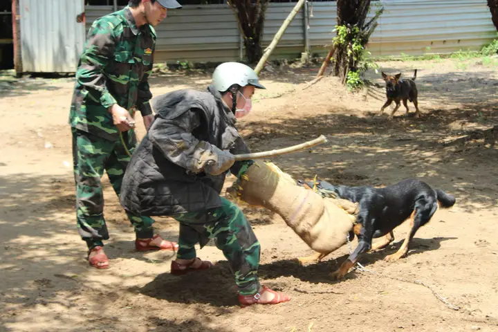 Tại Sao Chó Bảo Vệ Chủ Khi Bị Đánh? Hiểu Rõ Để Yêu Thương Đúng Cách Tại Sao Chó Bảo Vệ Chủ Khi Bị Đánh? Hiểu Rõ Để Yêu Thương Đúng Cách