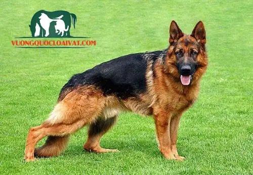 Tính Cách Chó Becgie Đức Màu Đen Tính cách và đặc điểm nổi bật của Chó Becgie Đức màu đen