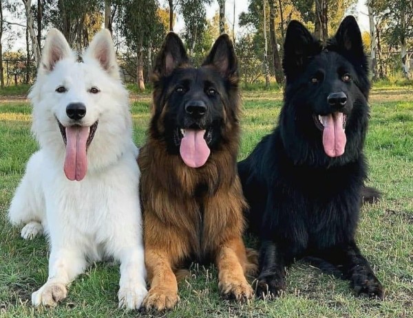 Tính Cách và Hành Vi của Chó Becgie Trắng