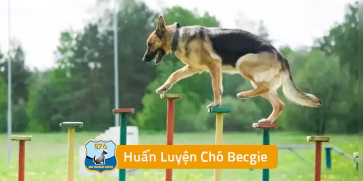Cách Chăm Sóc và Huấn Luyện Chó Becgie Trắng
