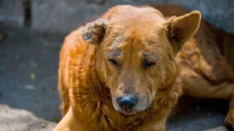 Chó Bị Ghẻ Ở Đuôi: Hướng Dẫn Điều Trị & Phòng Ngừa Toàn Diện Chó Bị Ghẻ Ở Đuôi: Hướng Dẫn Điều Trị & Phòng Ngừa Toàn Diện