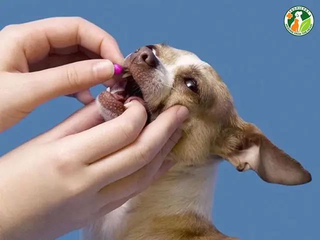 Chó bị giun bỏ ăn: Dấu hiệu nhận biết chó bị giun bỏ ăn