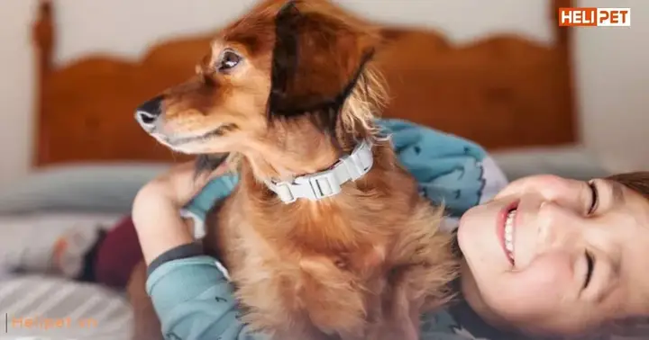 Dấu hiệu chó bị ve rận phải làm sao chó bị ve rận phải làm sao