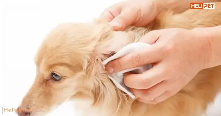 Cách trị ve rận cho chó tại nhà chó bị ve rận phải làm sao