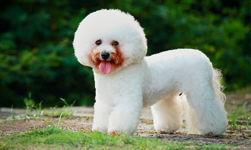 Chó Bichon  Giới thiệu về giống chó đáng yêu này