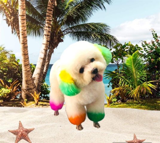 Cách chăm sóc chó Bichon