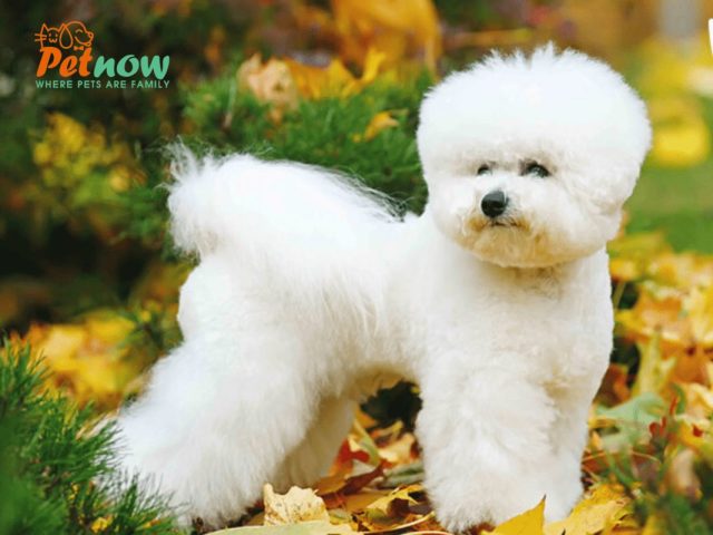 Các bệnh thường gặp ở chó Bichon