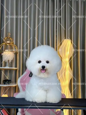 Chó Bichon Frise con đáng yêu Chó Bichon Frise con đáng yêu