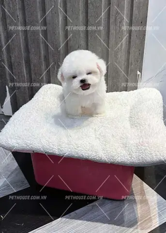 Các yếu tố ảnh hưởng đến giá chó Bichon Các yếu tố ảnh hưởng đến giá chó Bichon