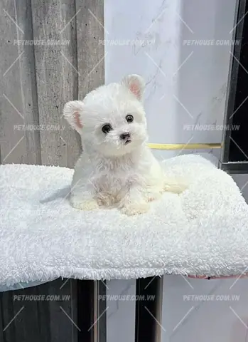 Chi phí nuôi Bichon Frise hàng tháng Chi phí nuôi Bichon Frise hàng tháng
