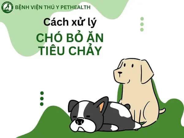 Nguyên nhân chó biếng ăn tiêu chảy chó biếng ăn tiêu chảy
