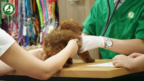 Dấu hiệu nhận biết chó biếng ăn tiêu chảy chó biếng ăn tiêu chảy