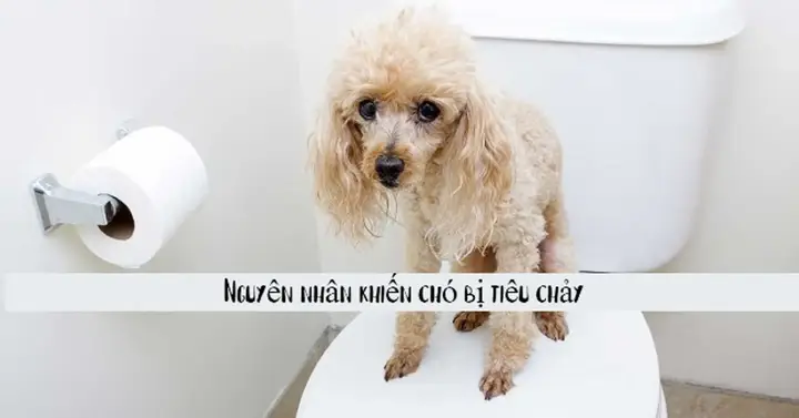 Cách xử lý chó biếng ăn tiêu chảy tại nhà chó biếng ăn tiêu chảy