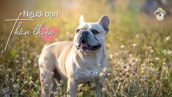Chó Bull Giá 1 Triệu: Thực Hư Về Giá Trị và Rủi Ro Khi Mua chó bull giá 1 triệu