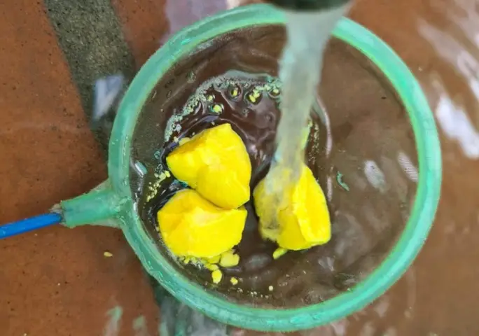 Có nên cho cá betta bột ăn lòng đỏ trứng? Hướng dẫn chi tiết cho cá betta bột ăn lòng đỏ trứng