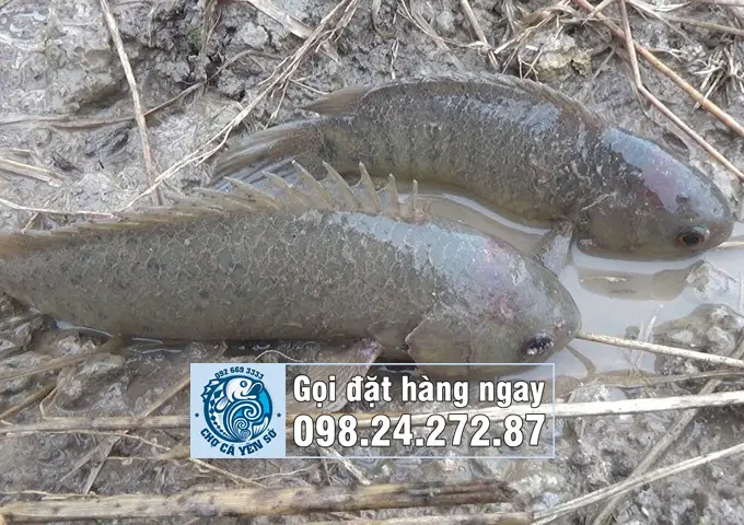 chợ cá giống hà nội chợ cá giống hà nội