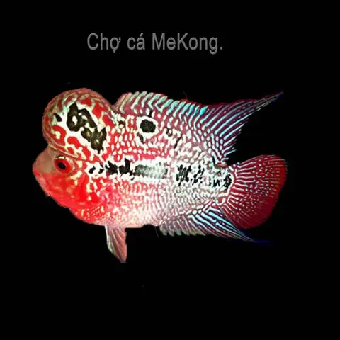 chợ cá la hán chợ cá la hán