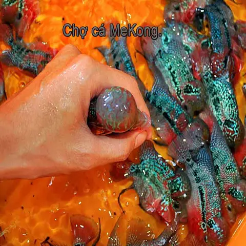 chợ cá la hán chợ cá la hán