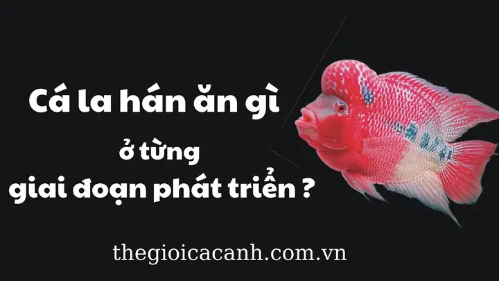 Cho Cá La Hán Ăn Bao Nhiêu: Hướng Dẫn Toàn Diện cho cá la hán ăn bao nhiêu