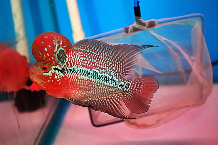 chợ cá la hán chợ cá la hán
