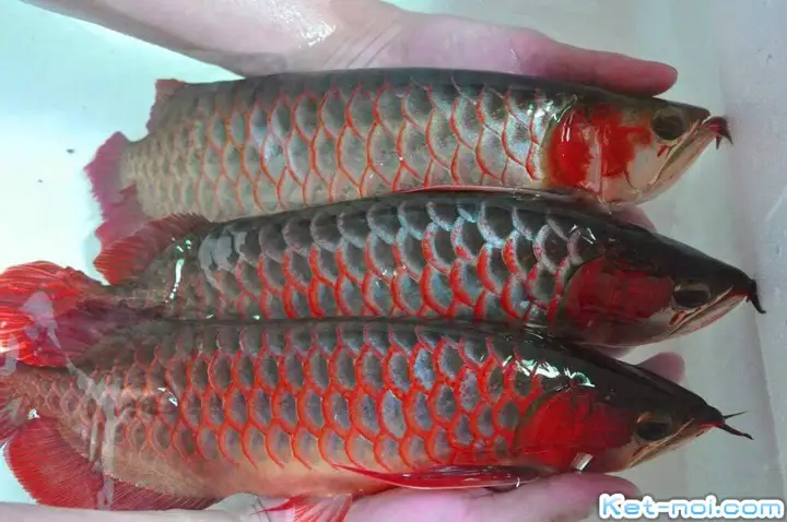 cho cá rồng ăn rết cho cá rồng ăn rết