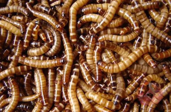 cho cá rồng ăn rết cho cá rồng ăn rết