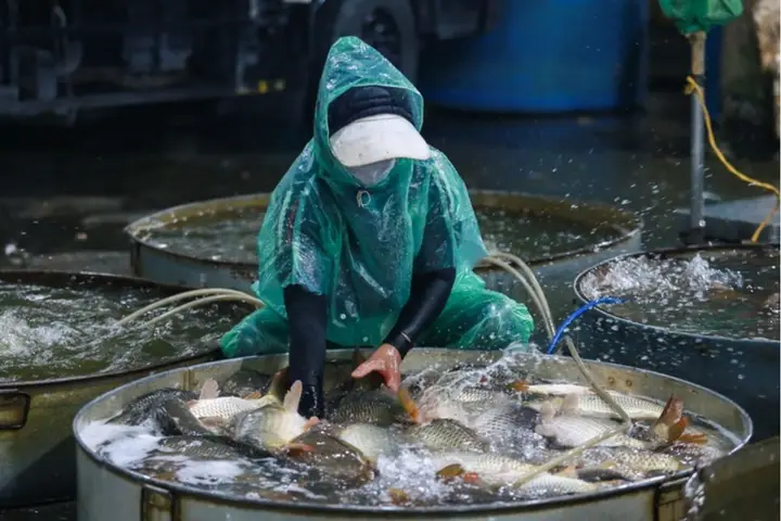 chợ cá yên sở chợ cá yên sở