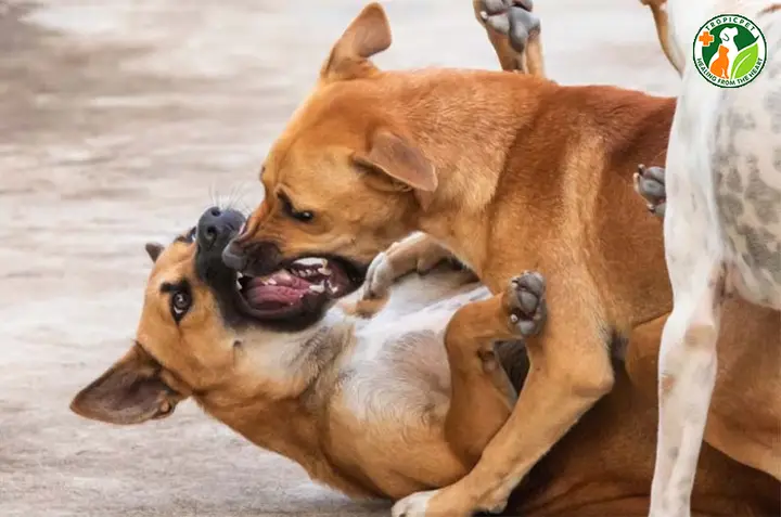 chó cắn nhau phải làm sao chó cắn nhau phải làm sao