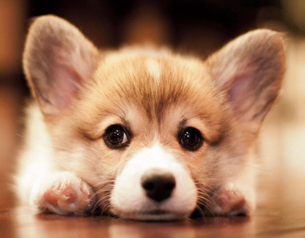 Những giống chó cảnh giá rẻ dưới 2 triệu: Lựa chọn hoàn hảo cho người yêu thú cưng