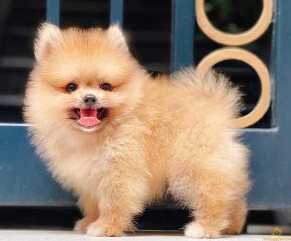 Tại sao chó cảnh giá rẻ lại được ưa chuộng?