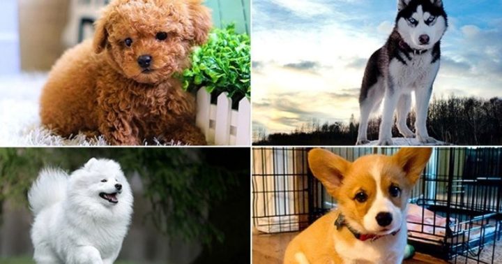 Các loại chó cảnh phổ biến hiện nay