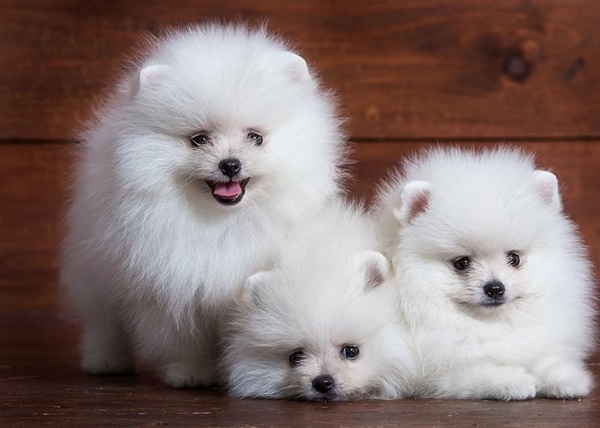 Các giống chó cảnh mini phổ biến