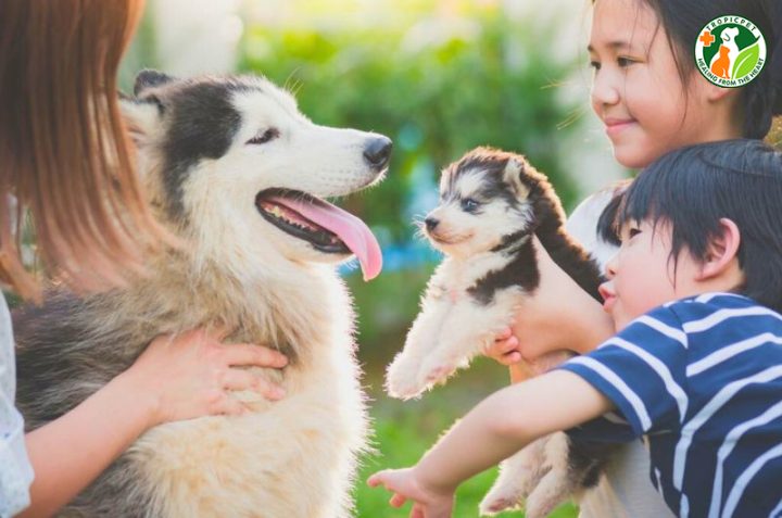 Lợi ích của việc nuôi chó cảnh mini