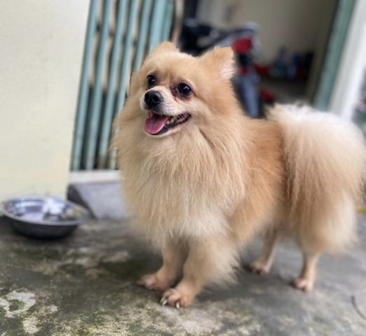 Cách chăm sóc chó cảnh mini