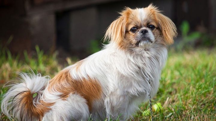 Lợi ích khi nuôi chó cảnh Nhật