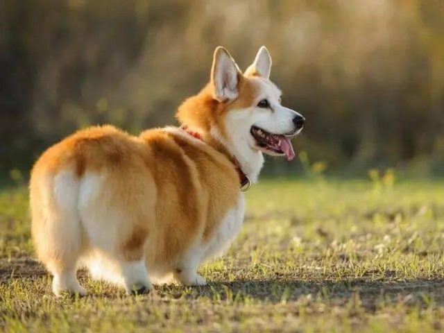 Chó Chân Ngắn Corgi: Đặc Điểm, Cách Nuôi Và Tính Cách Đáng Yêu Tổng quan về chó chân ngắn Corgi