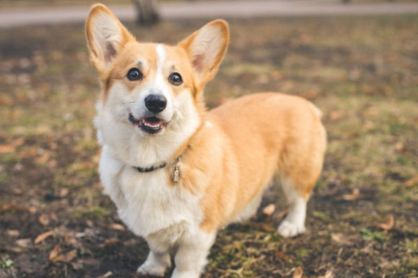 Chó Chân Ngắn Corgi: Đặc Điểm, Cách Nuôi Và Tính Cách Đáng Yêu Các vấn đề sức khỏe thường gặp ở chó Corgi