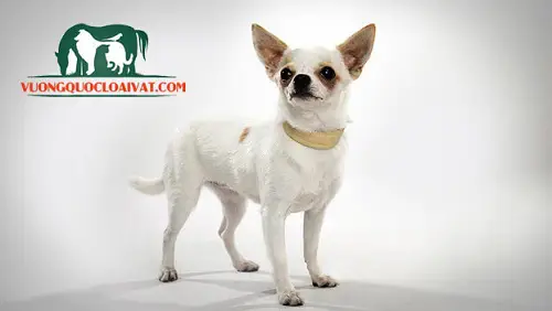 Chó Chihuahua Heo Lùn Thuần Chủng: Cẩm Nang Nhận Biết Và Chăm Sóc Toàn Diện chó chihuahua heo lùn thuần chủng