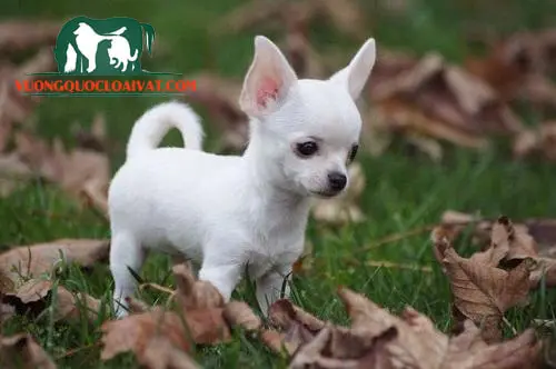 Chó Chihuahua Heo Lùn Thuần Chủng: Cẩm Nang Nhận Biết Và Chăm Sóc Toàn Diện chó chihuahua heo lùn thuần chủng