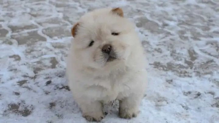 Các yếu tố ảnh hưởng tính cách Chow Chow chó Chow Chow có dữ không