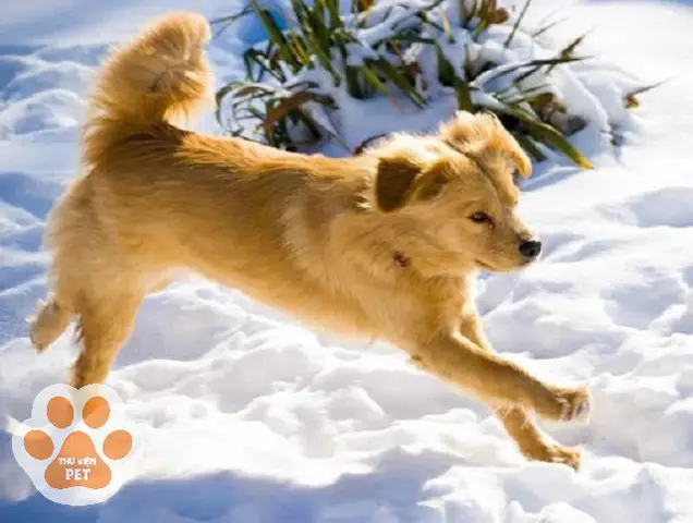 Chó Chow Chow Lai Alaska: Cẩm Nang Chăm Sóc Toàn Diện Từ A-Z Chó Chow Chow Lai Alaska: Cẩm Nang Chăm Sóc Toàn Diện Từ A-Z