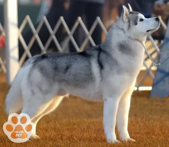 Chó Chow Chow Lai Alaska: Cẩm Nang Chăm Sóc Toàn Diện Từ A-Z chó chow chow lai alaska lông dày