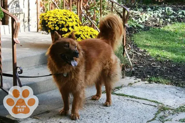 Chó Chow Chow Lai Alaska: Cẩm Nang Chăm Sóc Toàn Diện Từ A-Z chó chow chow lai alaska cá tính